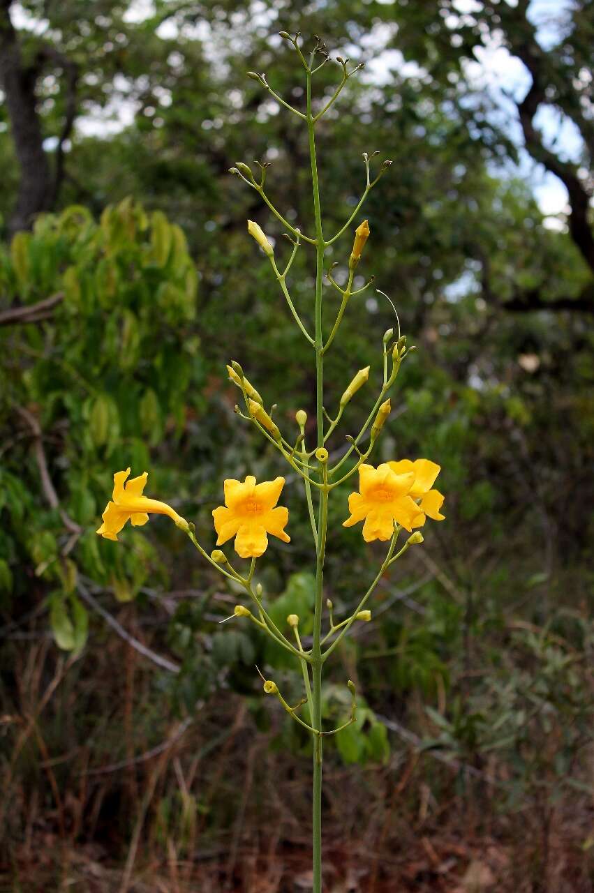 Imagem de Adenocalymma pedunculatum (Vell.) L. G. Lohmann