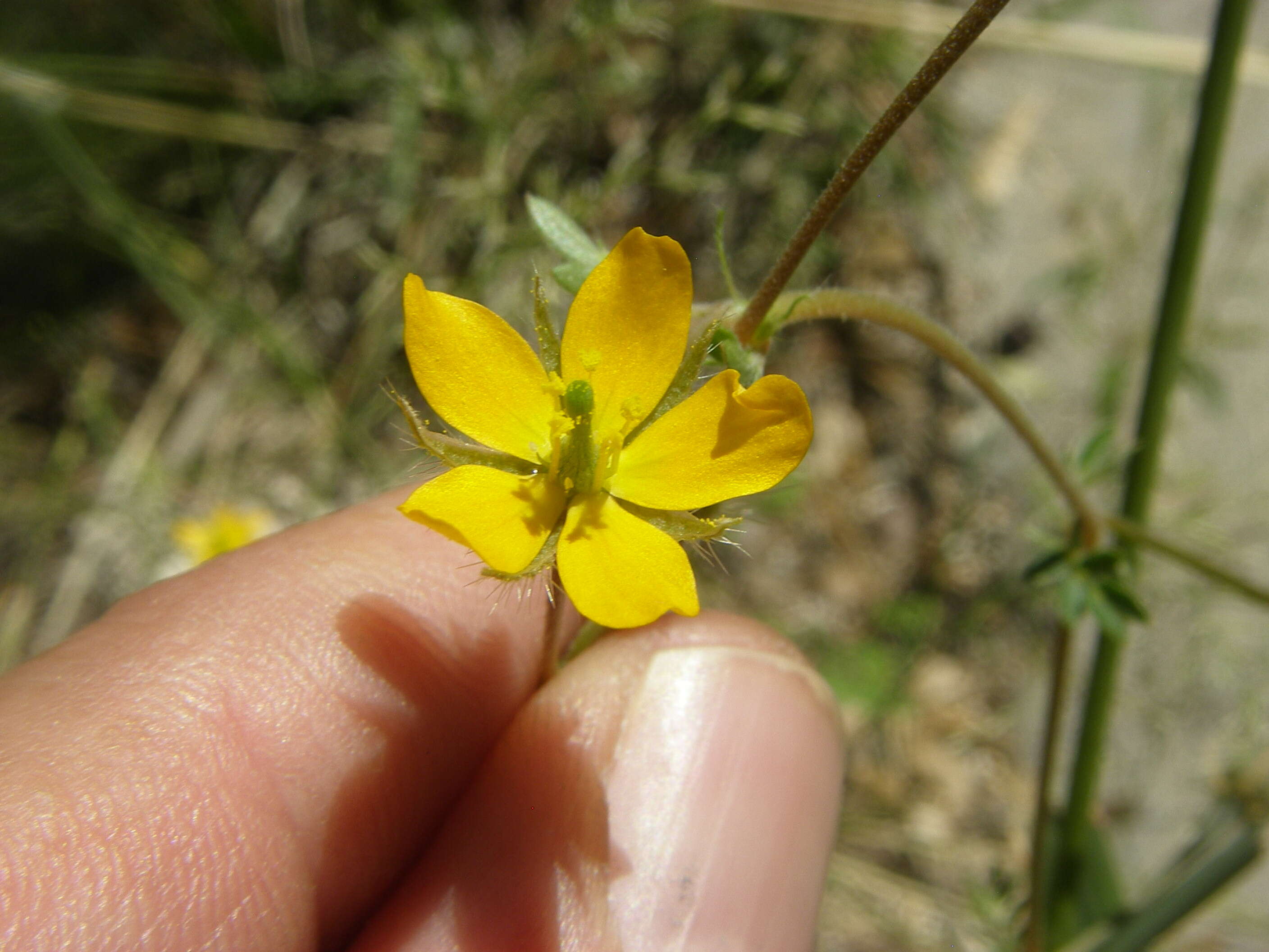 Image of warty caltrop