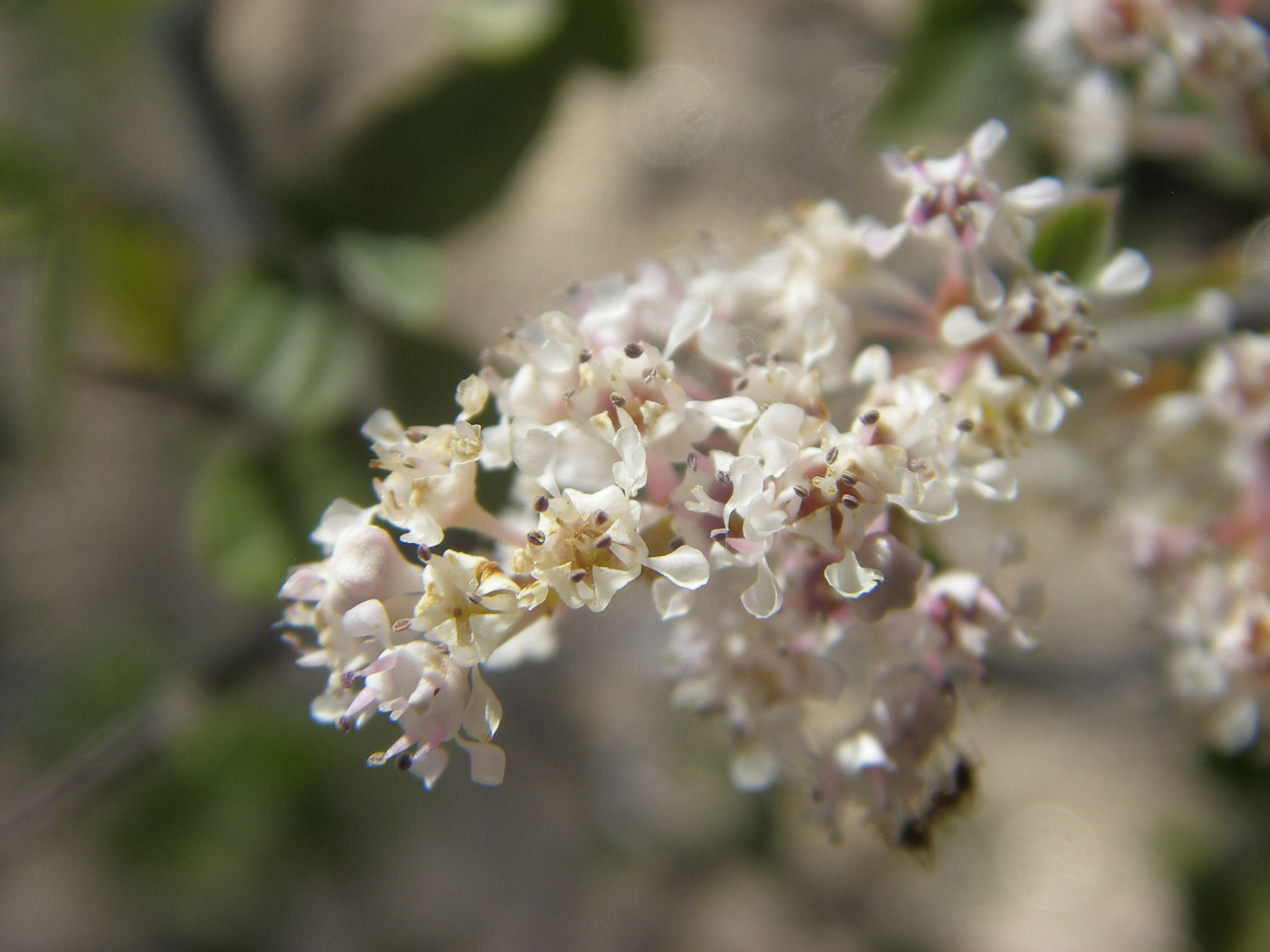 Image of Fendler's ceanothus