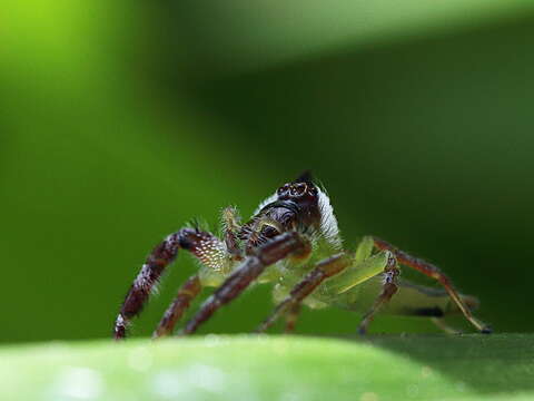 Image of Mopsus mormon Karsch 1878