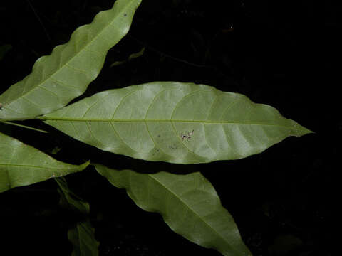 Image of Capparidastrum frondosum (Jacq.) Cornejo & Iltis