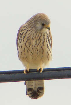 Image of kestrel, common kestrel