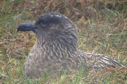 Image of skuas