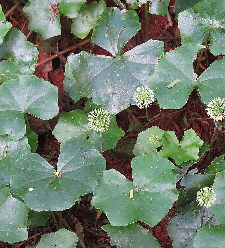 Hydrocotyle callicephala Cham. resmi