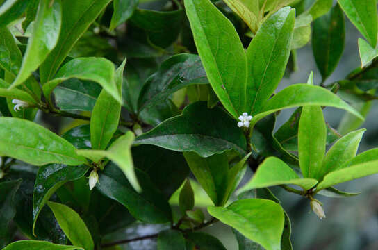 Pittosporum balansae Aug. DC.的圖片