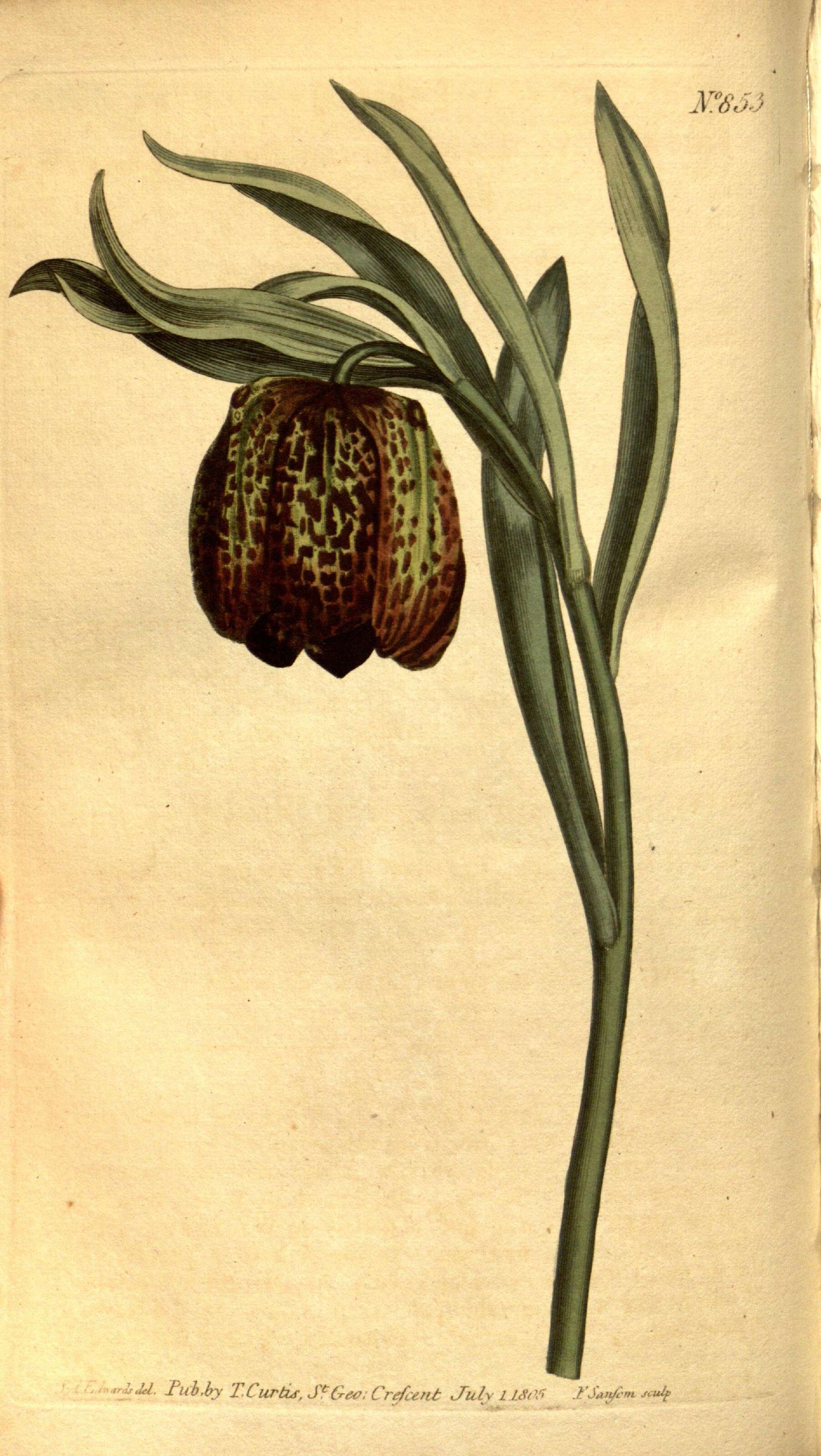 Image of Fritillaria latifolia Willd.