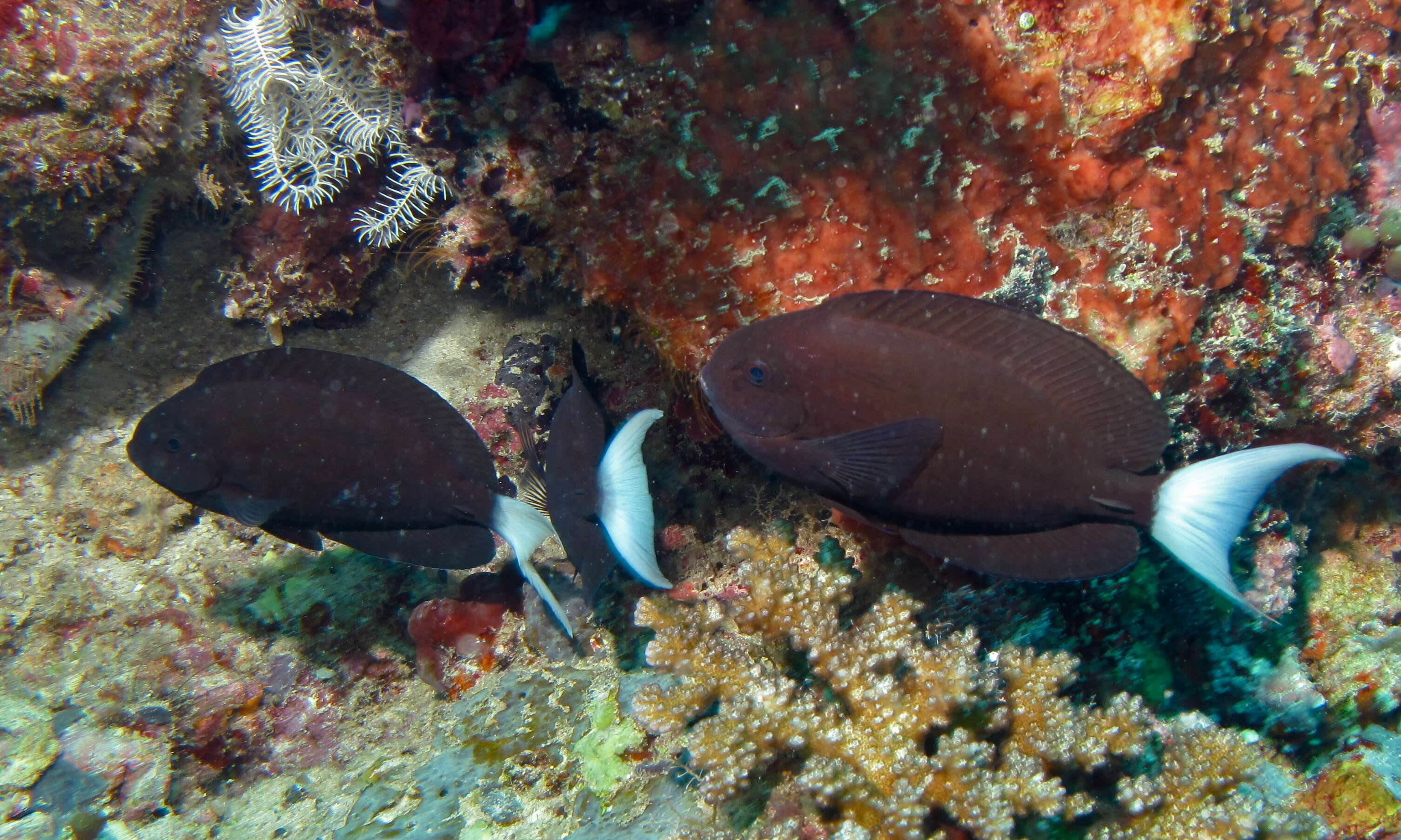 Image of Chocolate Surgeonfish