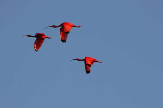 Image of Scarlet Ibis