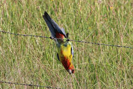 Image of Eastern Rosella