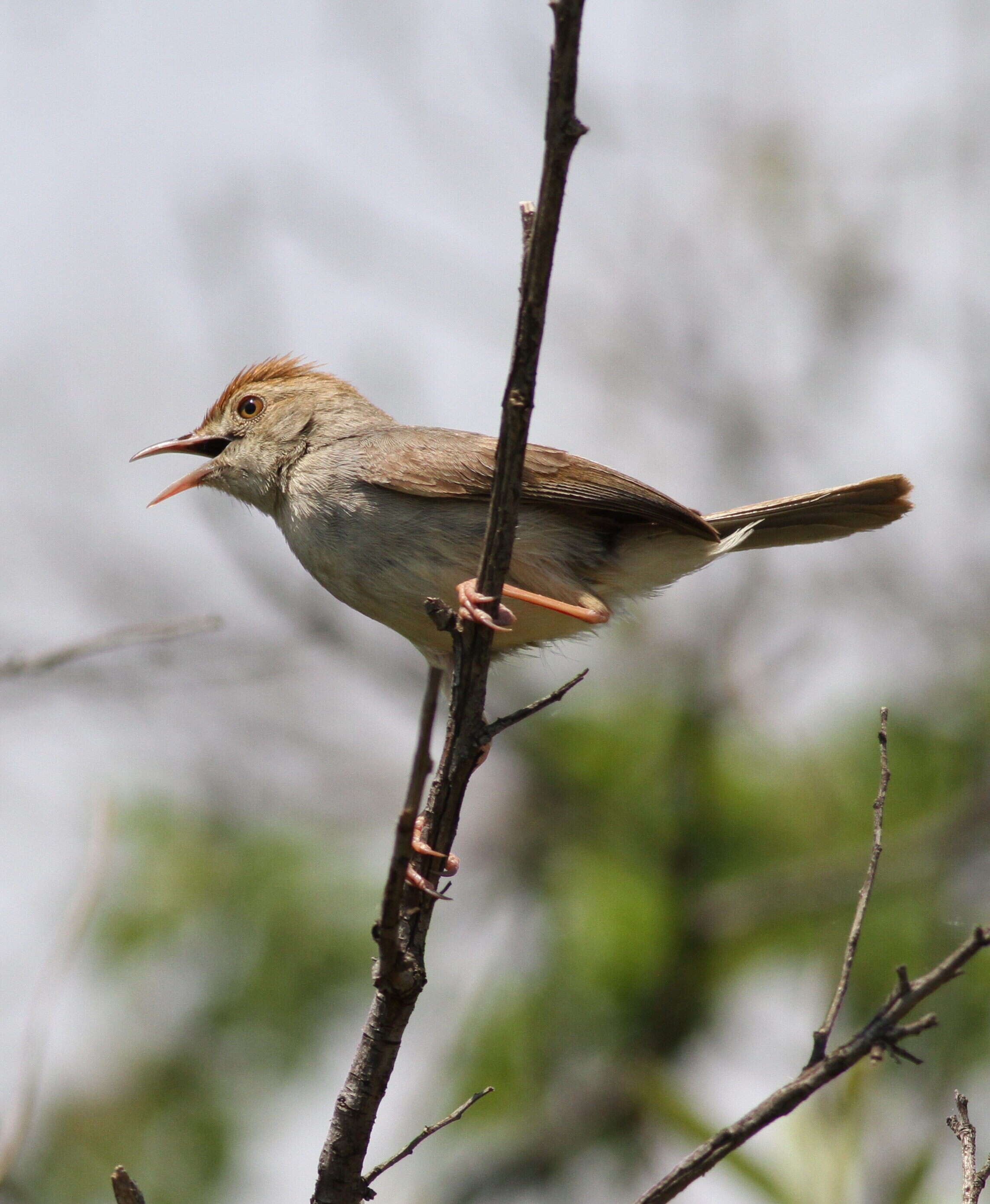 Imagem de Cisticola fulvicapilla (Vieillot 1817)