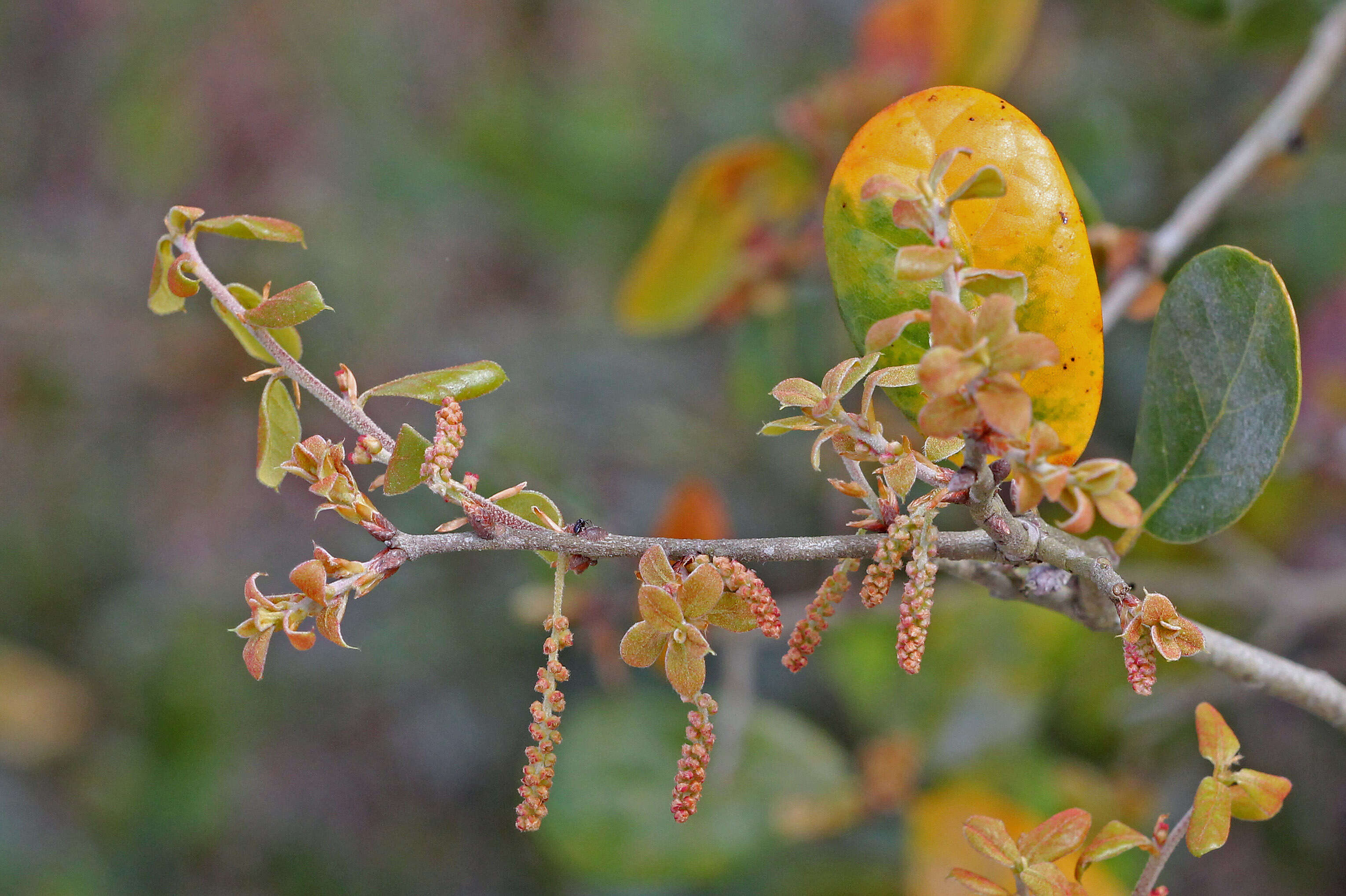 Слика од Quercus myrtifolia Willd.