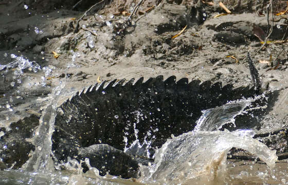 Image of Belize Crocodile