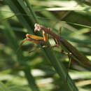 Image of Tenodera aridifolia sinensis