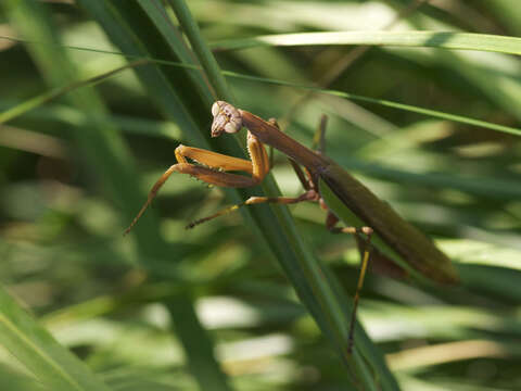 Image of Tenodera aridifolia sinensis