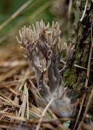 Image of Clavulinaceae