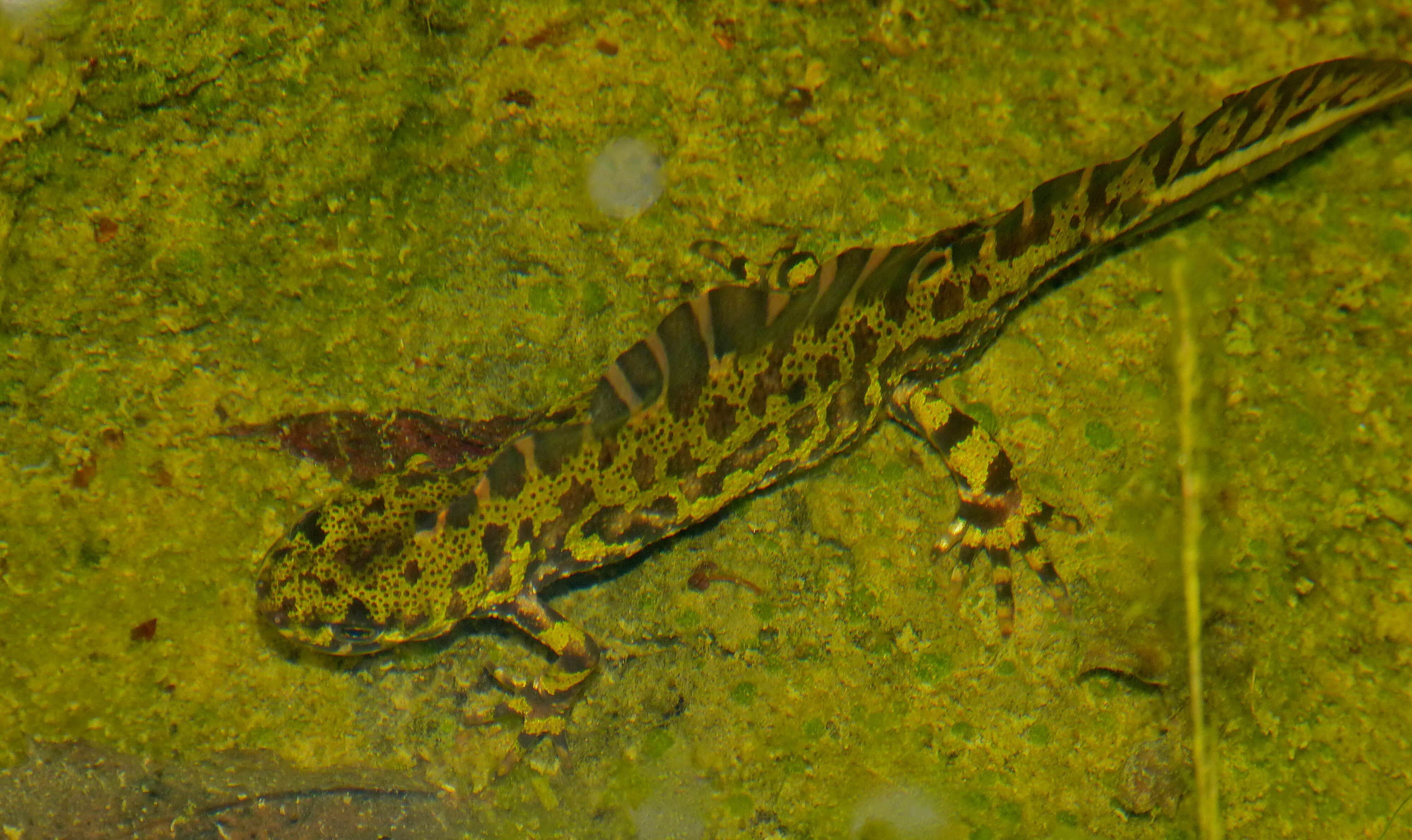 Image of Crested and marbled newts