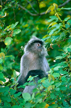 Image of Silvered Langur