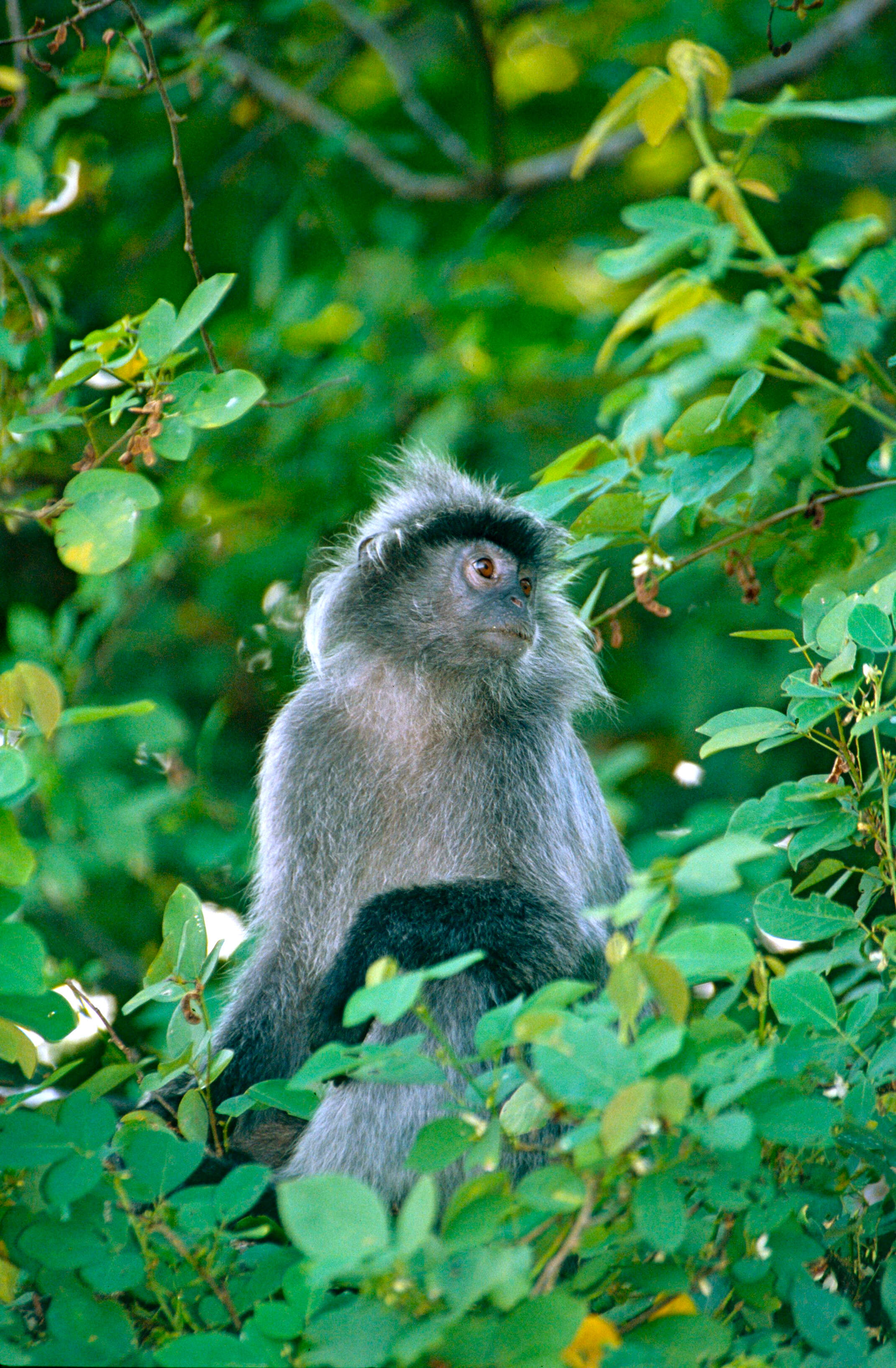 Image of Lutungs or leaf monkeys