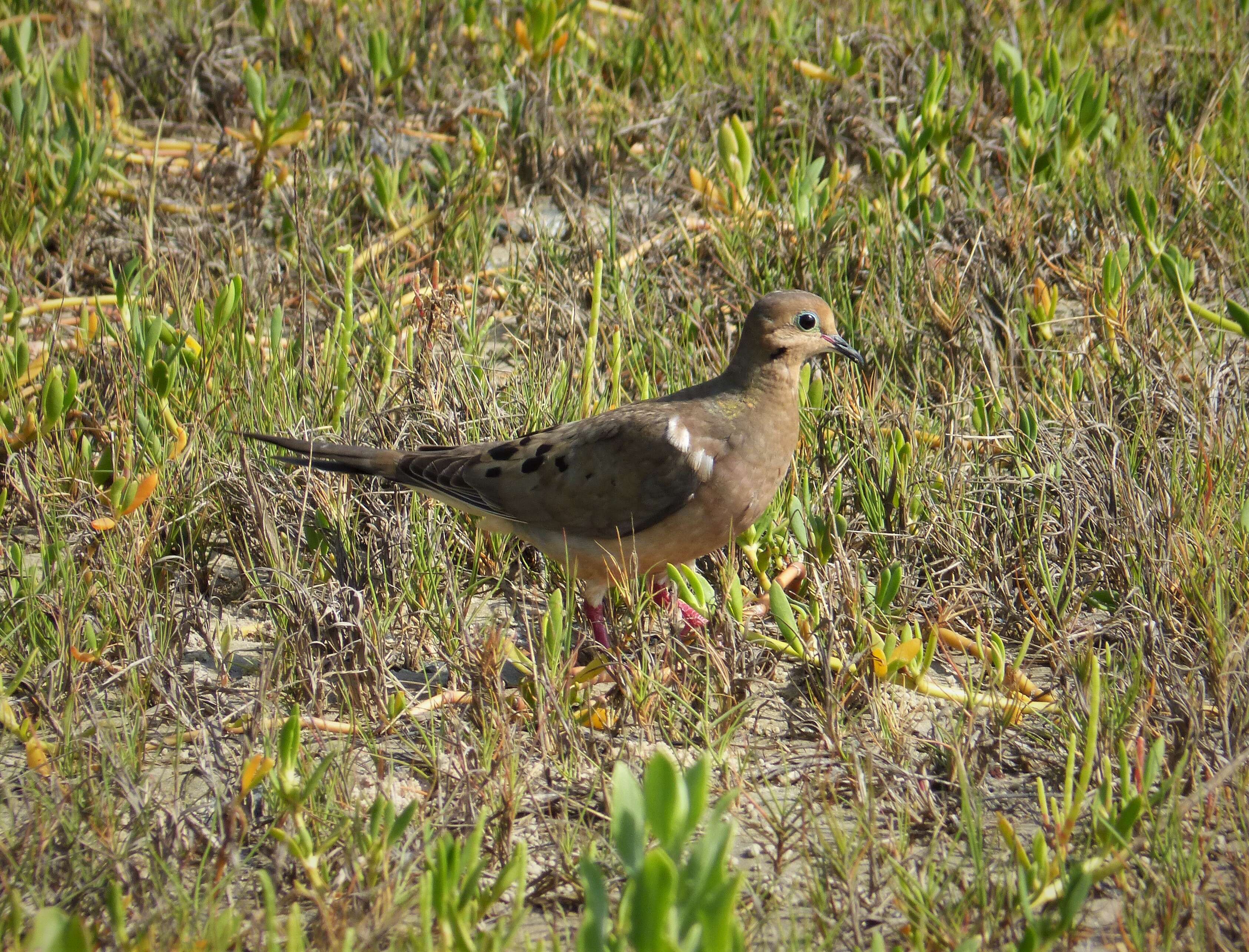 Image of American Mourning Dove