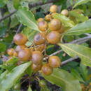 Image of Panopsis suaveolens (Kl.) Pittier