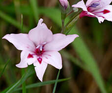 Image of Gladiolus carneus D. Delaroche