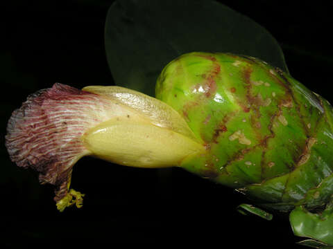 Image of Costus glaucus Maas