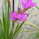 Imagem de Dierama galpinii N. E. Br.