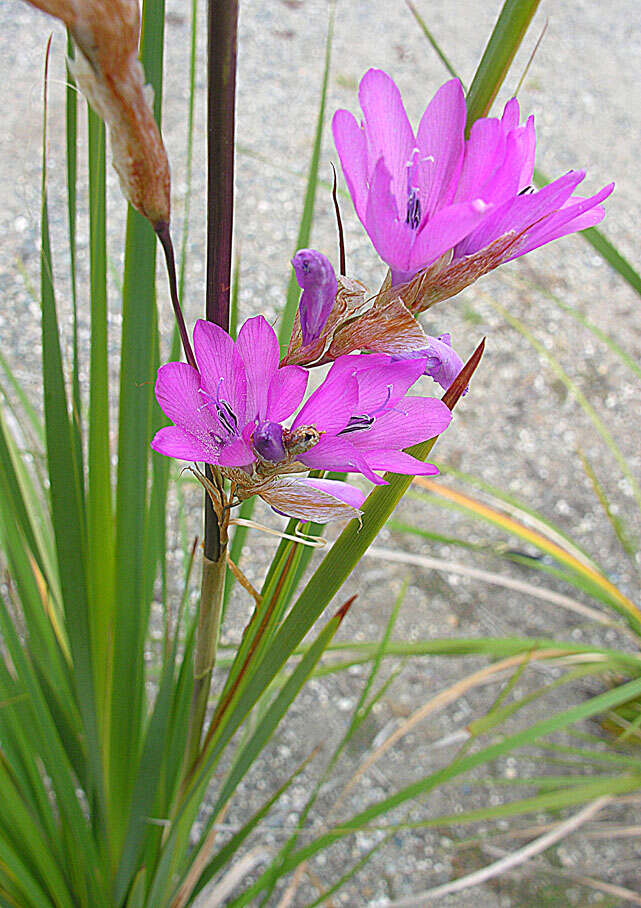 Image of Dierama galpinii N. E. Br.