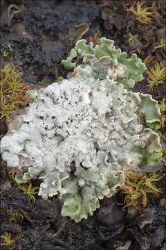 Image of Cow pie lichen