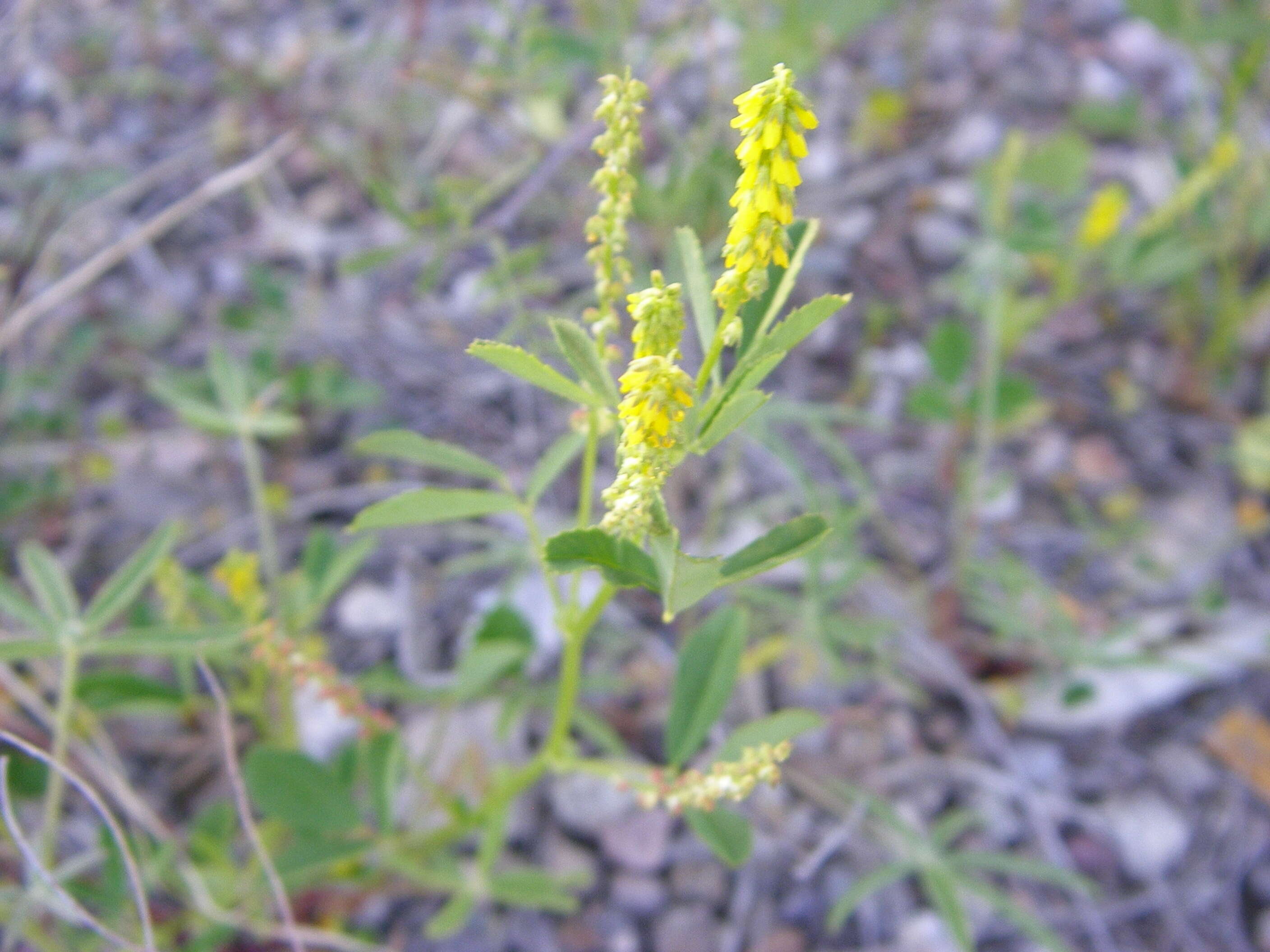 Image of Sweet Clover
