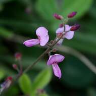 Слика од Desmodium