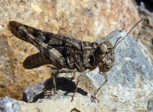 Image of Dissosteira pictipennis Bruner & L. 1905