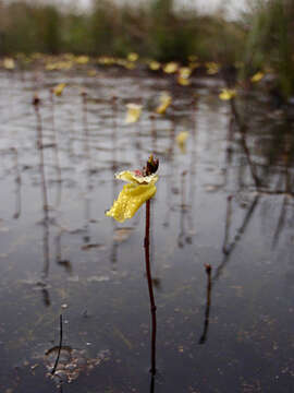 Image of Lesser Bladderwort