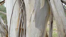 Imagem de Eucalyptus pauciflora Sieber ex Spreng.