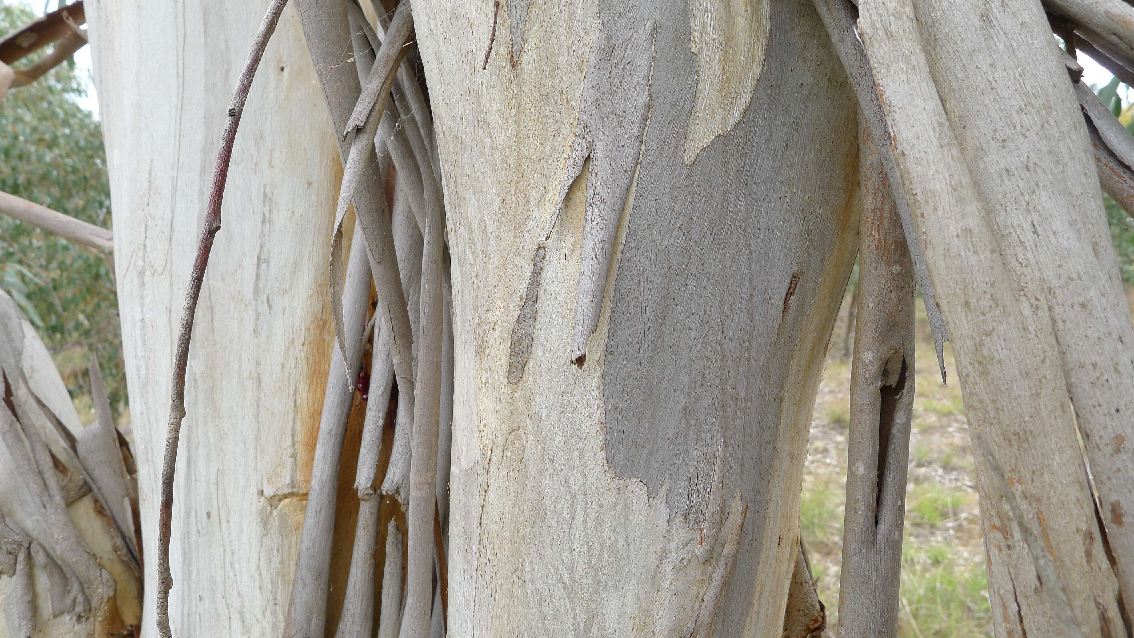 Imagem de Eucalyptus pauciflora Sieber ex Spreng.