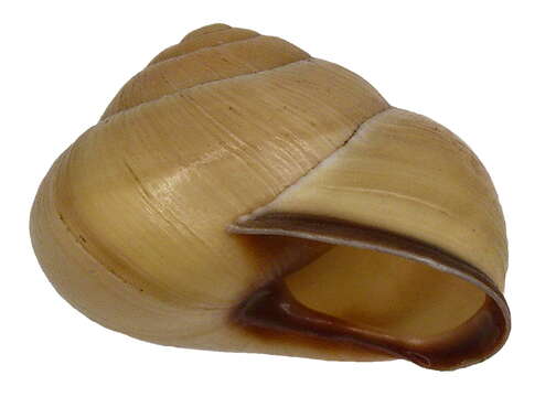 Image of Brown Lipped Snail