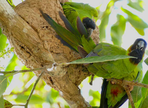 Image of Aratinga Spix 1824