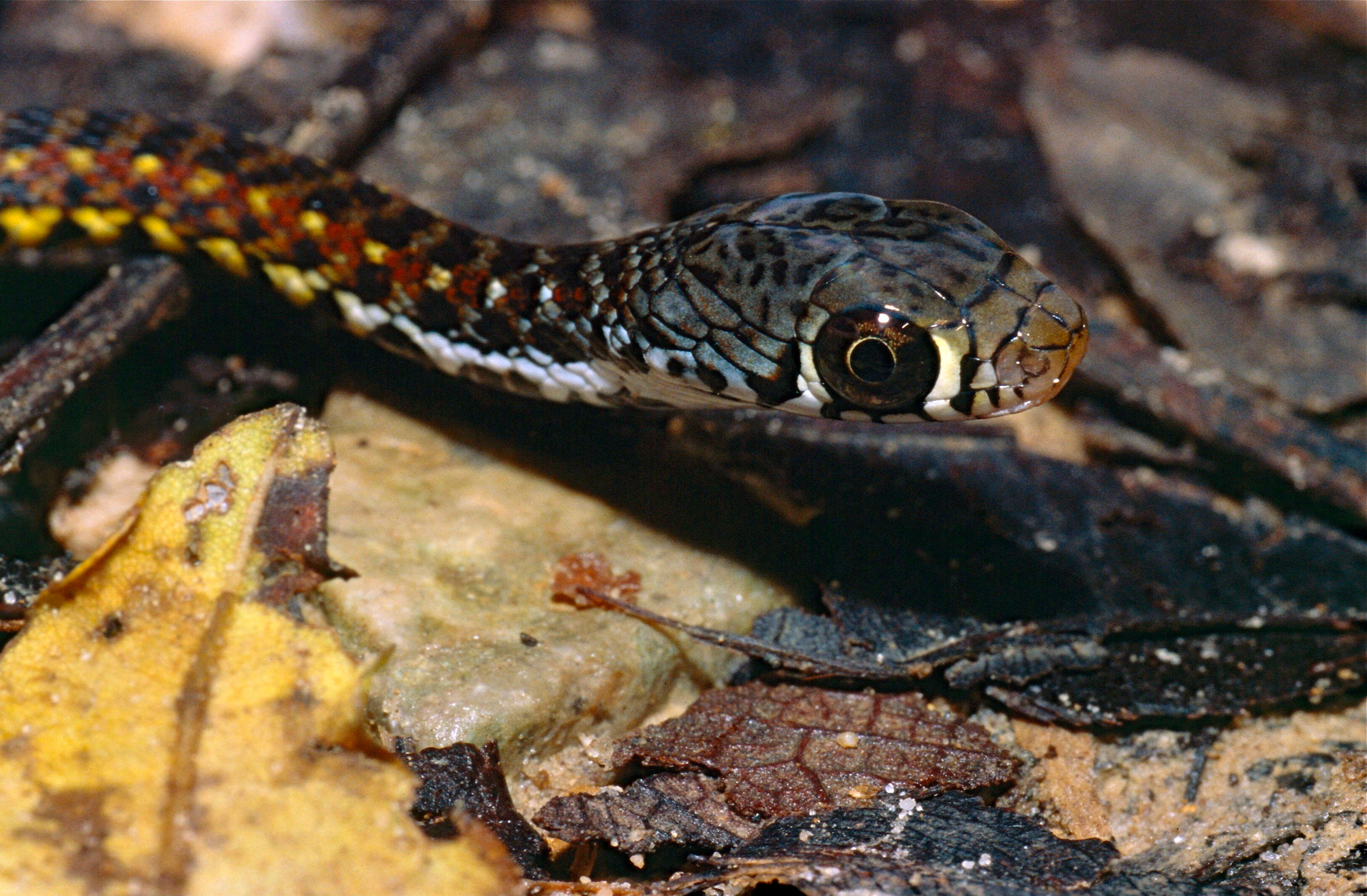 Image of Xenochrophis Günther 1864