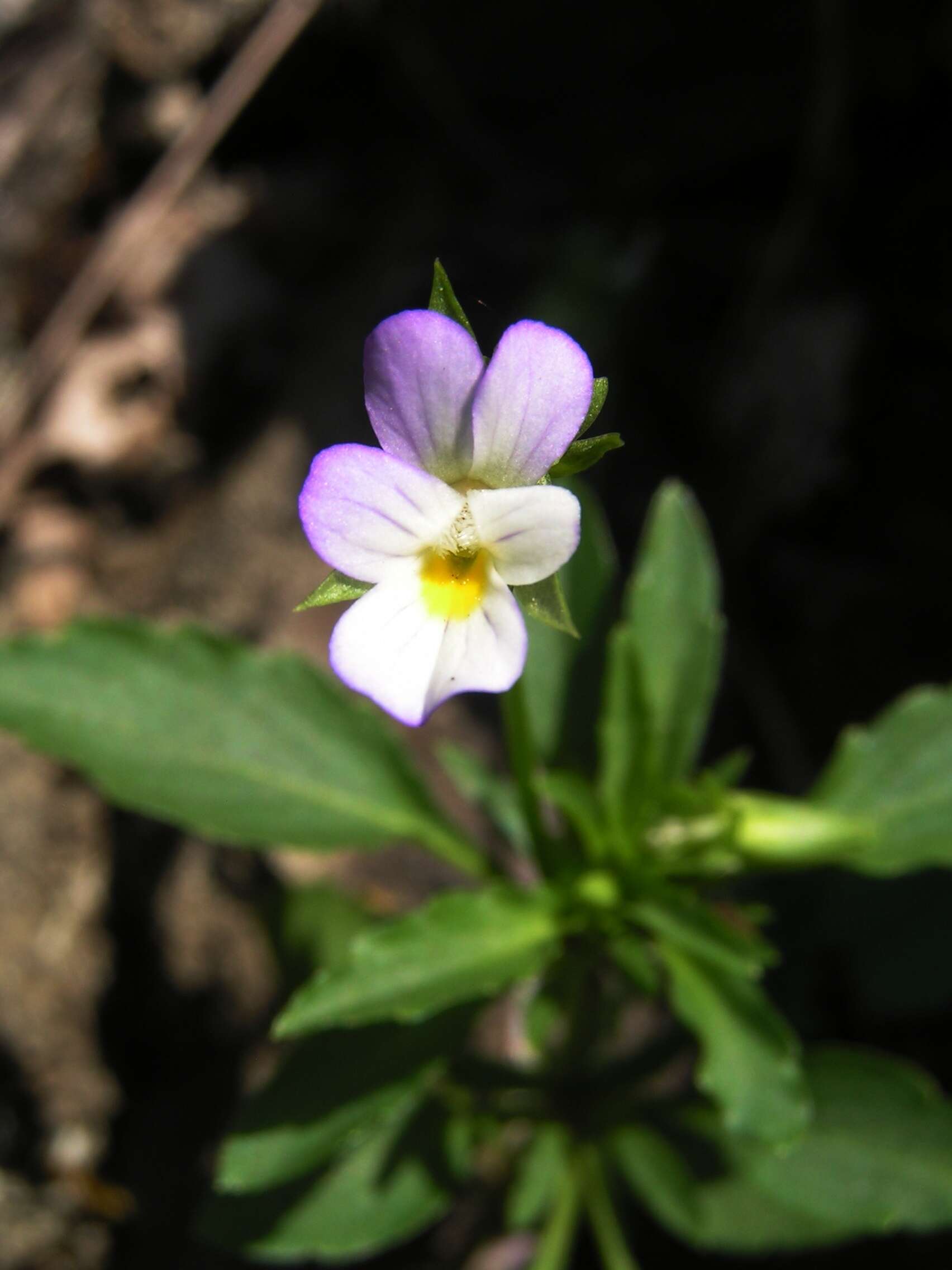 Image of Johnny-jump-up