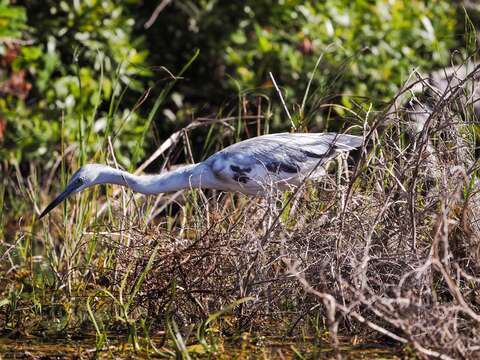 Image of Little Blue Heron