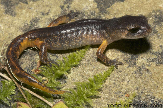 Image of Common Ensatina