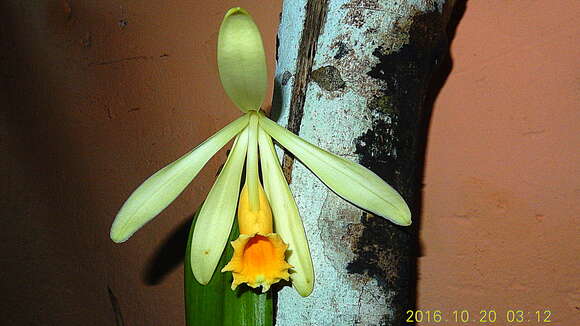 Image of West Indian vanilla