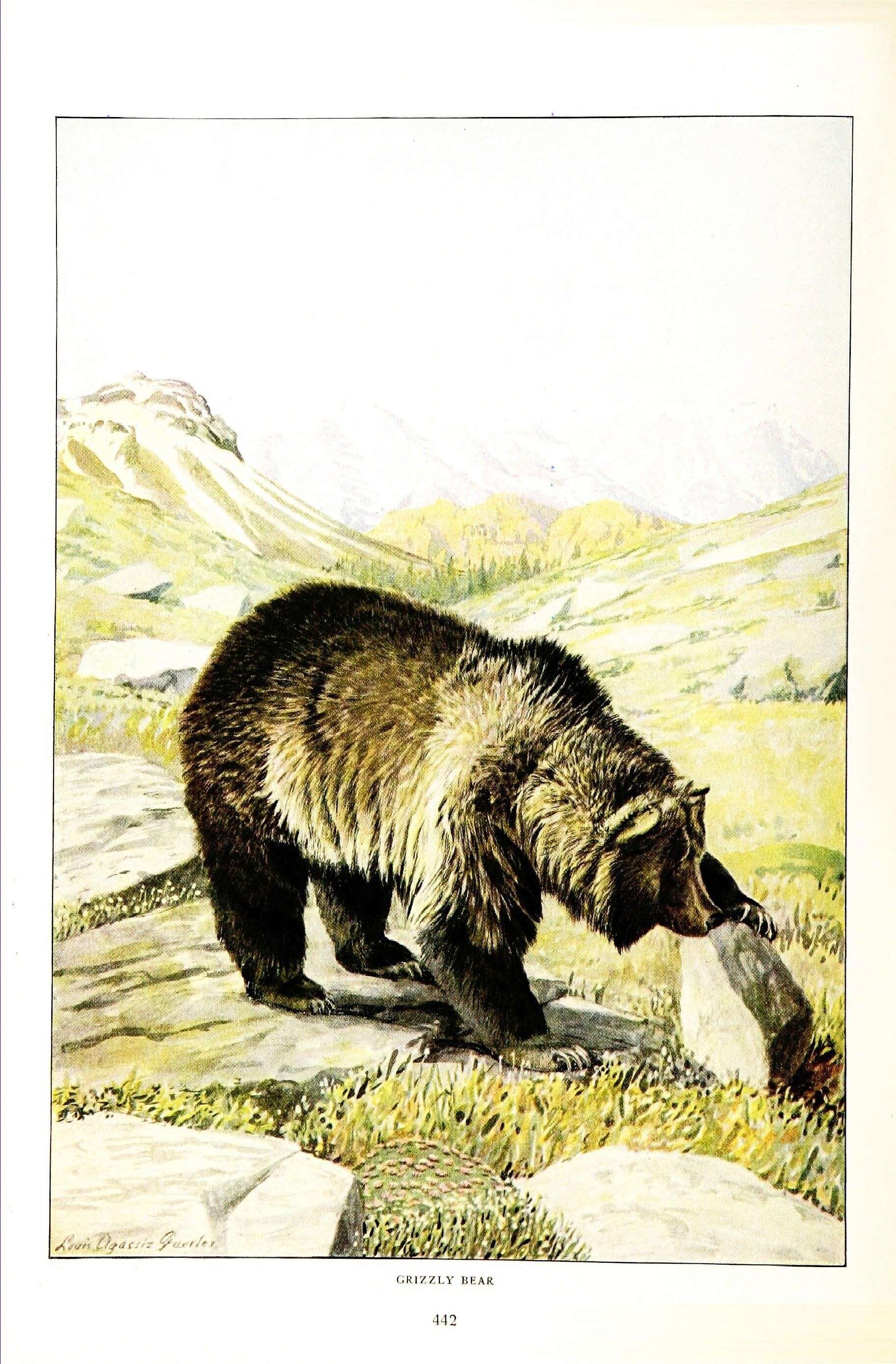 Image of Ursus Linnaeus 1758