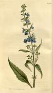 Image of azure blue sage