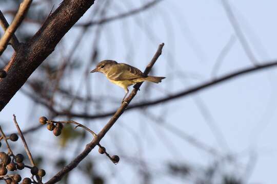 Image of Bell's Vireo