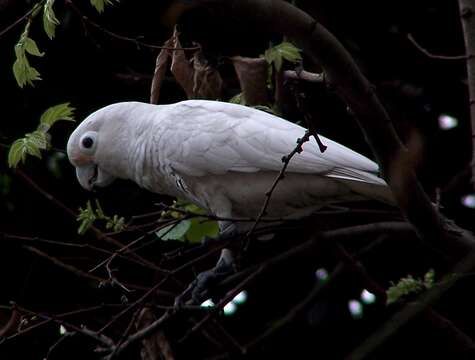 Image of Goffin's Cockatoo