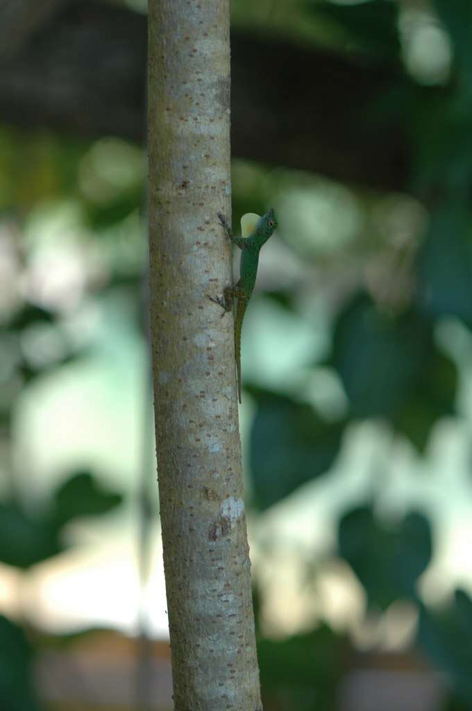 Image of Bark anole