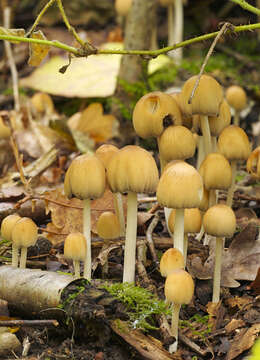 Image of Glistening Inky Cap