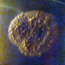 Image of Aspergillus glaucus (L.) Link 1809
