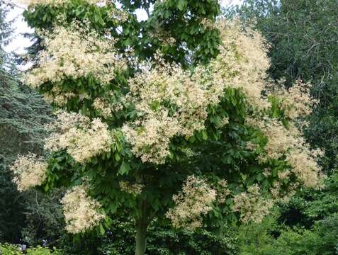 Image of Chinese parasoltree